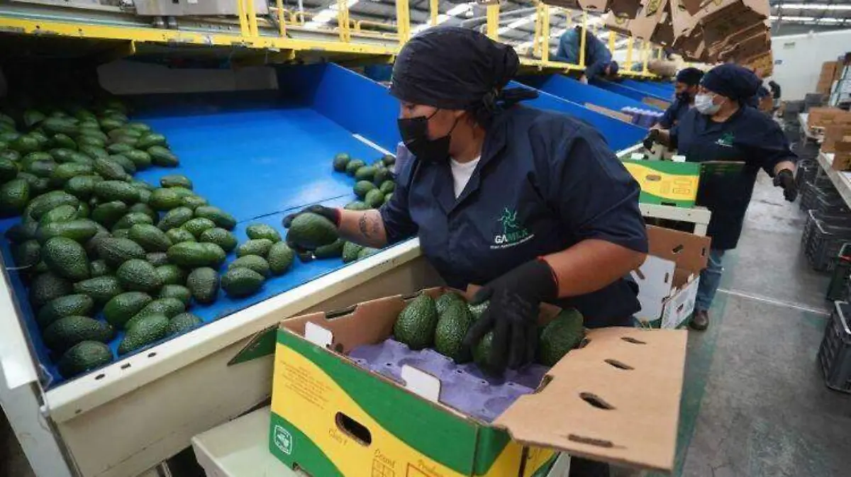 México busca promover el aguacate de Jalisco en EU